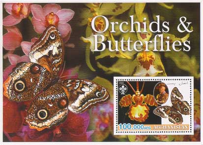 Afghanistan Orchid & Butterflies 100