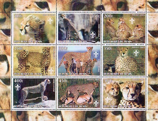 Benin Cheetah