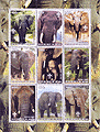 Benin Elephant