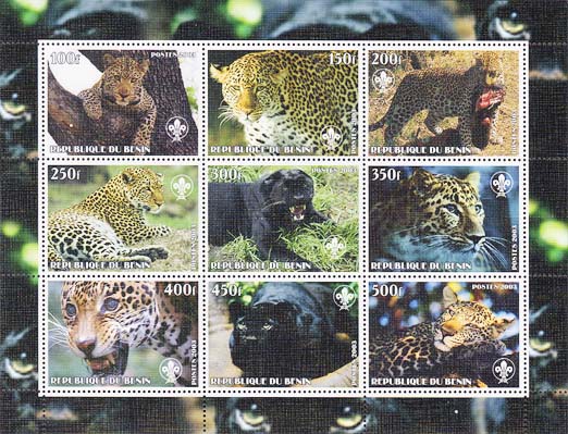 Benin Leopard