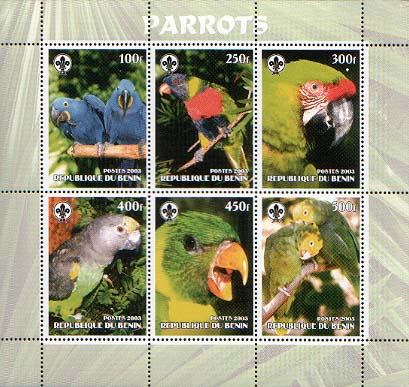 Benin Parrot
