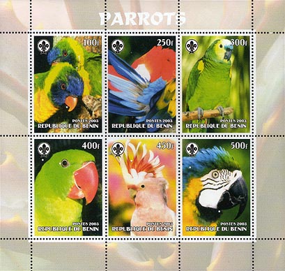 Benin Parrot