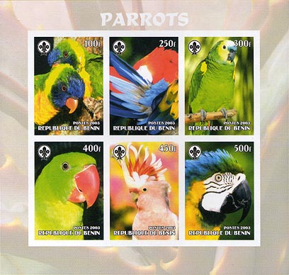 Benin Parrot Imperf