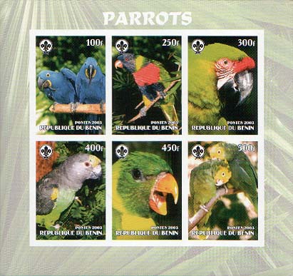 Benin Parrot Imperf