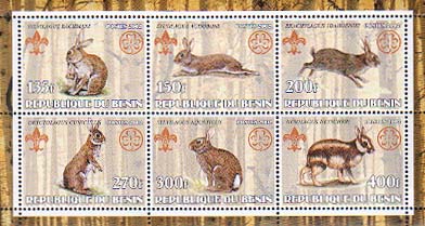 Benin Rabbit