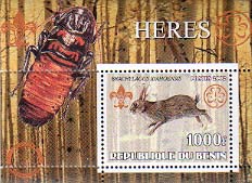 Benin Rabbit 600
