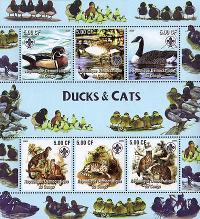 Congo Ducks & Cats