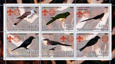 Congo Cuckoos