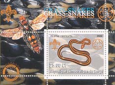 Congo Grasssnake 25