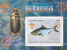 Congo Herring 25