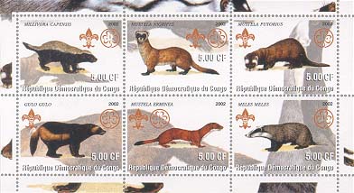 Congo Marten