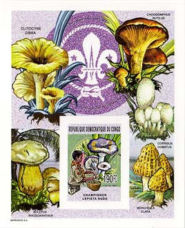 Congo Mushrooms Imperf