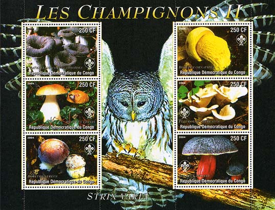 Congo Mushrooms & Owl