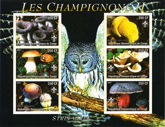 Congo Mushrooms & Owl Imperf