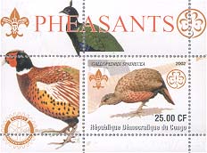 Congo Pheasant 25