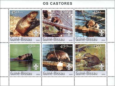 Guinea Bissau Beaver