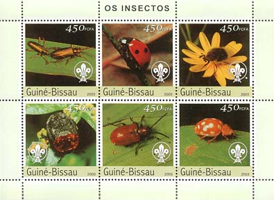 Guinea Bissau Insect