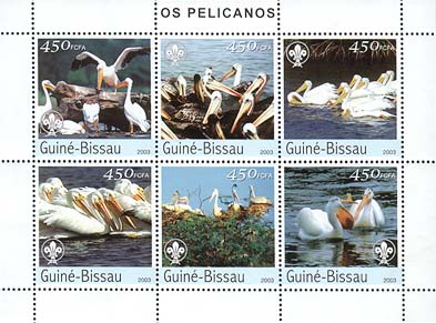 Guinea Bissau Pelican