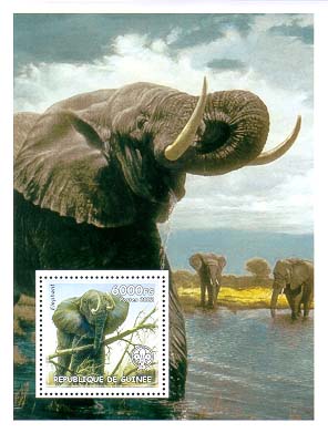 Guinea Republic Elephant 6000
