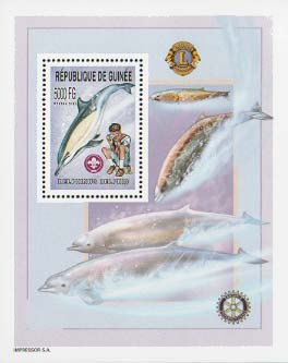 Guinea Republic Whale C