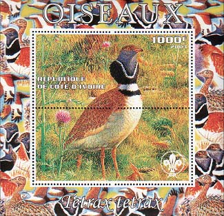 Ivory Coast Tetraxtetrax