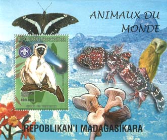 Madagascar Animals of World B