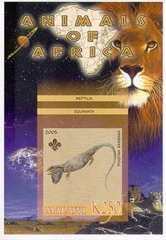Malawi Animal M Imperf