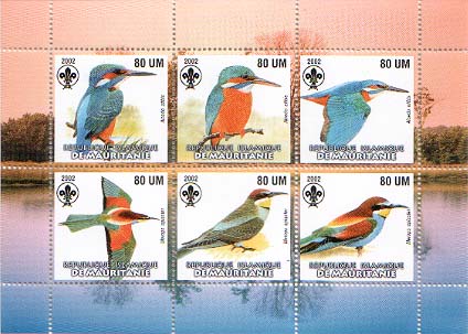 Mauritania Kingfisher