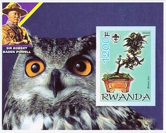 Rwanda Bonzai Imperf