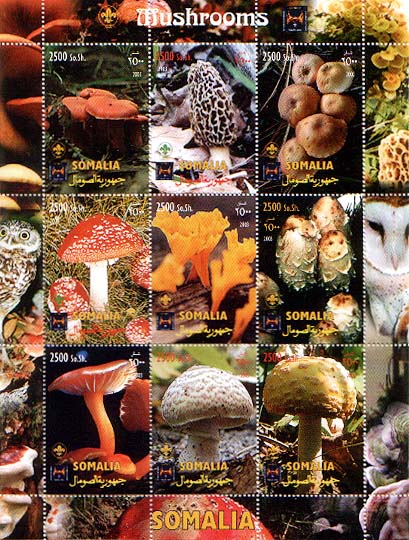 Somalia Mushroom
