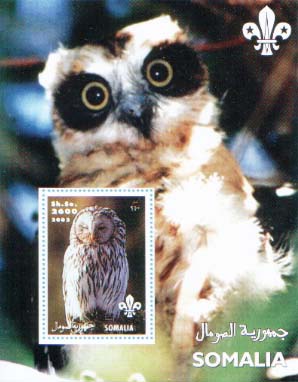 Somalia Owl 2