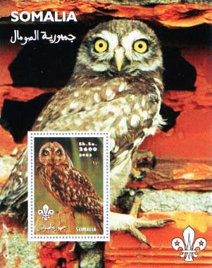 Somalia Owl 3