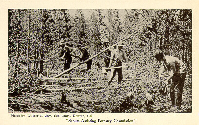 Scouts Assisting Forestry Commission