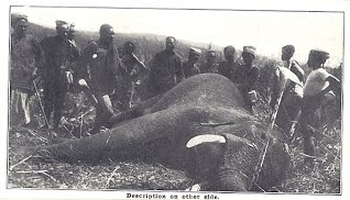 Elephant
